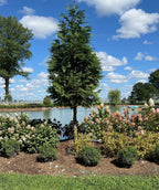 Tree Giant Arborvitae planted in a landscape, limbed up to show off the exfoliating cedar bark, with soft evergreen foliage