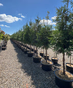 Several Tree Giant Arborvitae growing on a nursery, limbed up to show off the exfoliating cedar bark, with soft evergreen foliage
