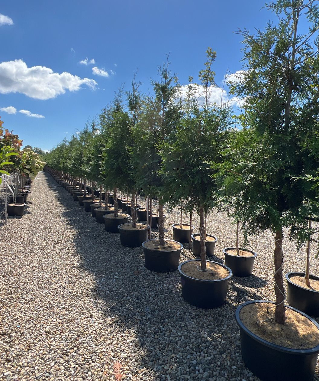 Several Tree Giant Arborvitae growing on a nursery, limbed up to show off the exfoliating cedar bark, with soft evergreen foliage