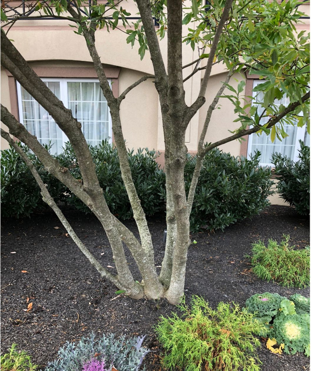 A closeup of the multiple light brown to gray tree trunks of a multi-stemmed Sweetbay Magnolia