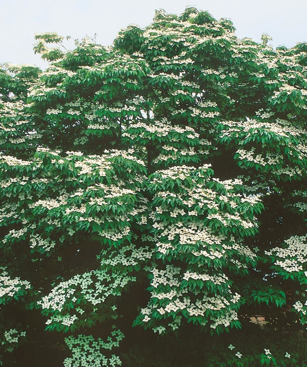 Milky Way Kousa Dogwood flowers, milky white four-petaled flowers resembling the letter x emerging from green conical shaped leaves
