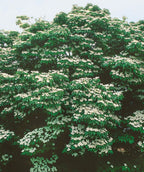 Milky Way Kousa Dogwood flowers, milky white four-petaled flowers resembling the letter x emerging from green conical shaped leaves