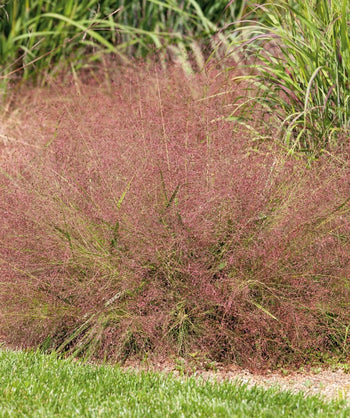 Purple Lovegrass planted in a landscape, the long green grass is almost completely covered by the long shoots of purple seeds