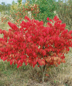 Dwarf Burning Bush growing in a fall landscape, in fall the green conical shaped leaves turn to shades of red
