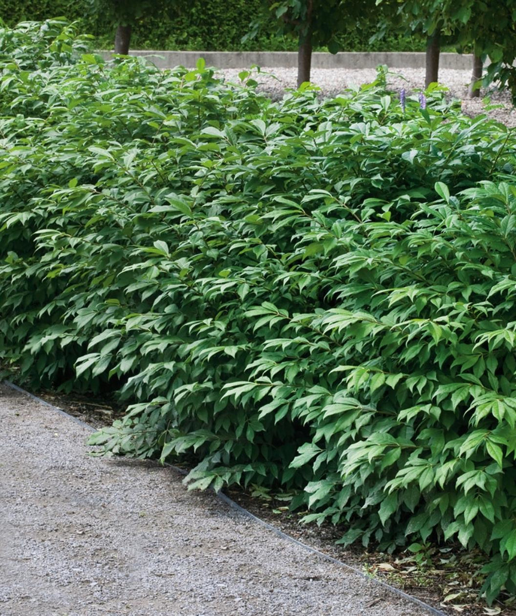 Several Dwarf Burning Bushes planted in a landscape, round growing shrub with green conical shaped leaves