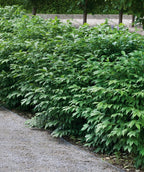 Several Dwarf Burning Bushes planted in a landscape, round growing shrub with green conical shaped leaves