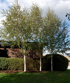 Jacquemontii Birch Trees planted against dark green shrubs causing the white bark to pop