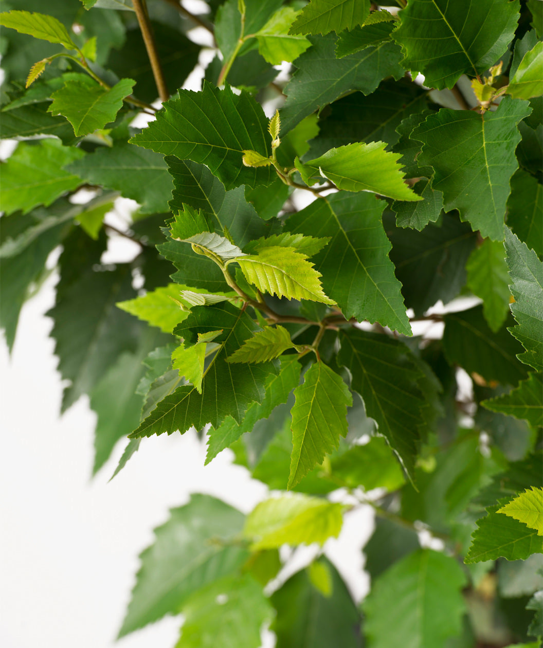 Close up of Fox Valley River Birch leaves, dark green pyramidal shaped leaves with serrated edges with lighter green new growth leaves emerging as well
