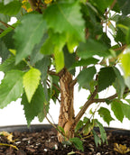Close up of Fox Valley River Birch trunk, brown exfoliating bark slowly peeling away to show a sandy colored under bark