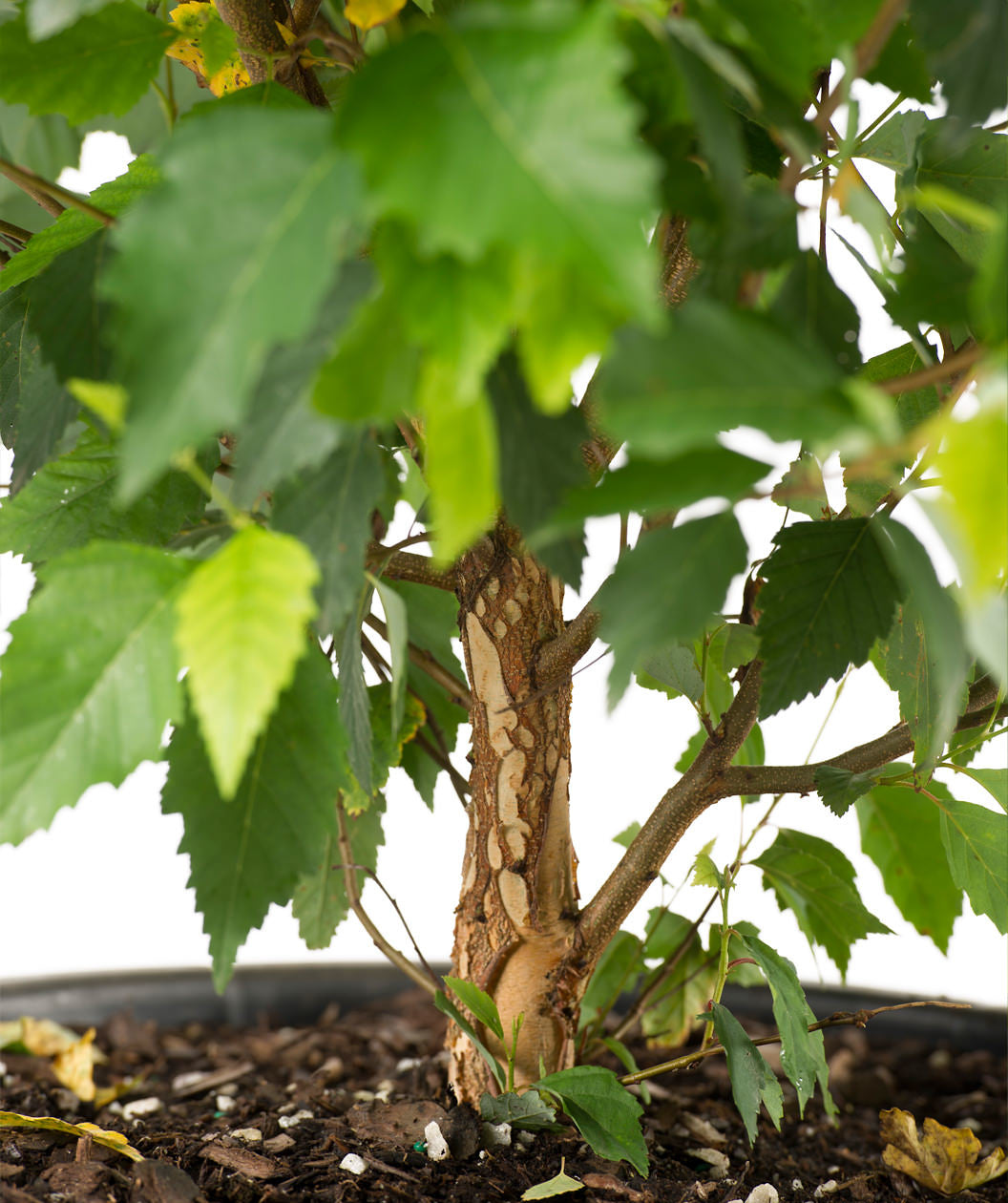 Close up of Fox Valley River Birch trunk, brown exfoliating bark slowly peeling away to show a sandy colored under bark