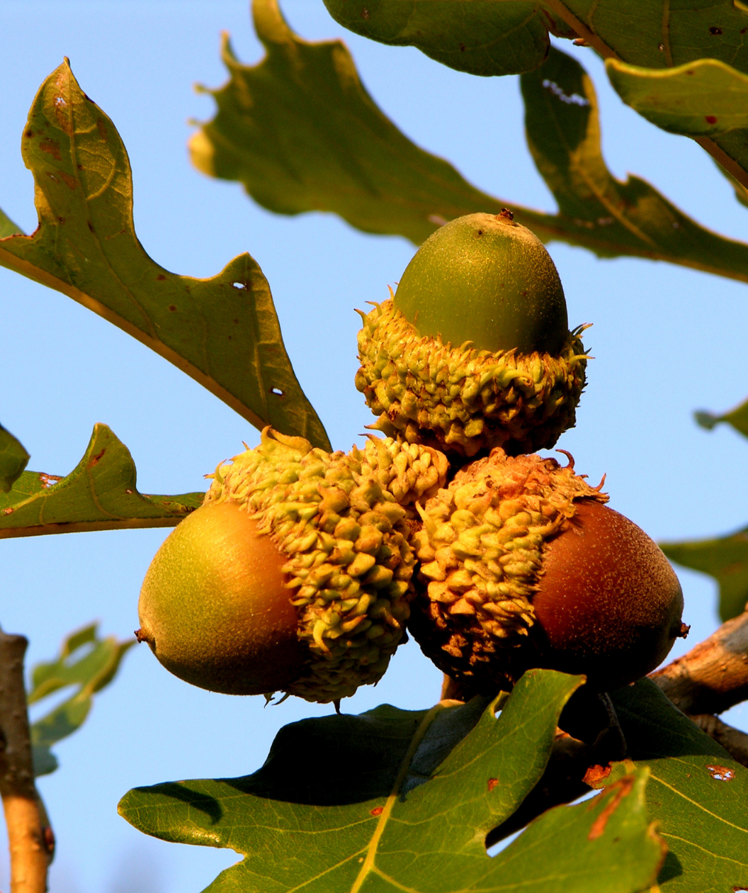 A close up of the acorns hugging the branch of the Bur Oak and surrounded by green leaves