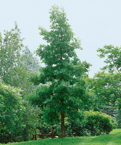 A large Bur Oak planted in a landscape, covered in dark green leaves