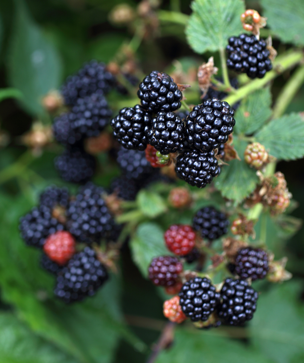 Close up of Baby Cakes Thornless Blackberry fruit, various ripe blackberries ready for picking growing with a few other not quite ripe berries all emerging from green foliage