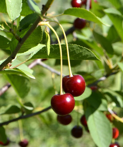 Balaton Sweet Cherry deep red cherries hanging off of branch
