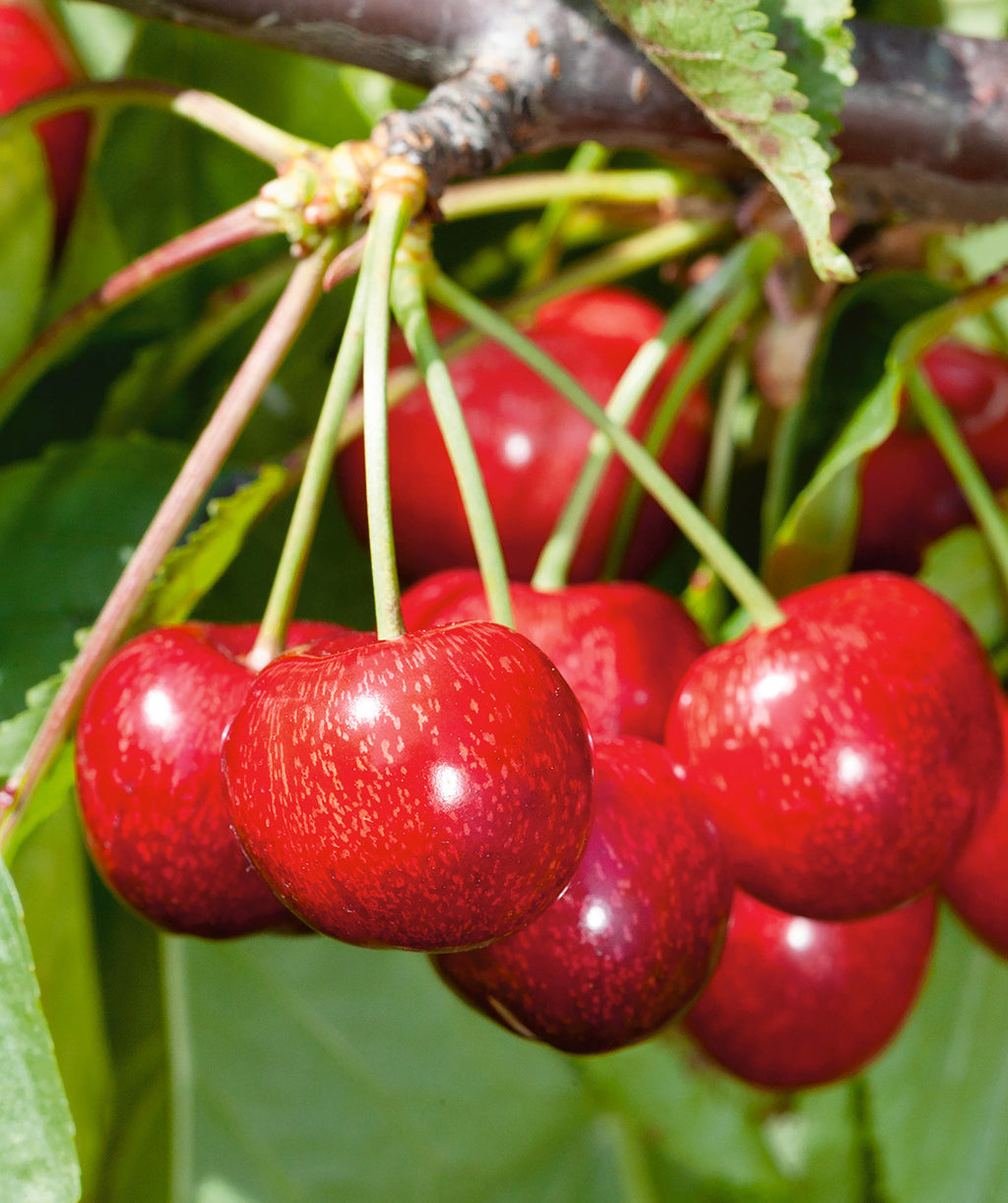 Balaton Sweet Cherry deep red cherries ripe on the tree