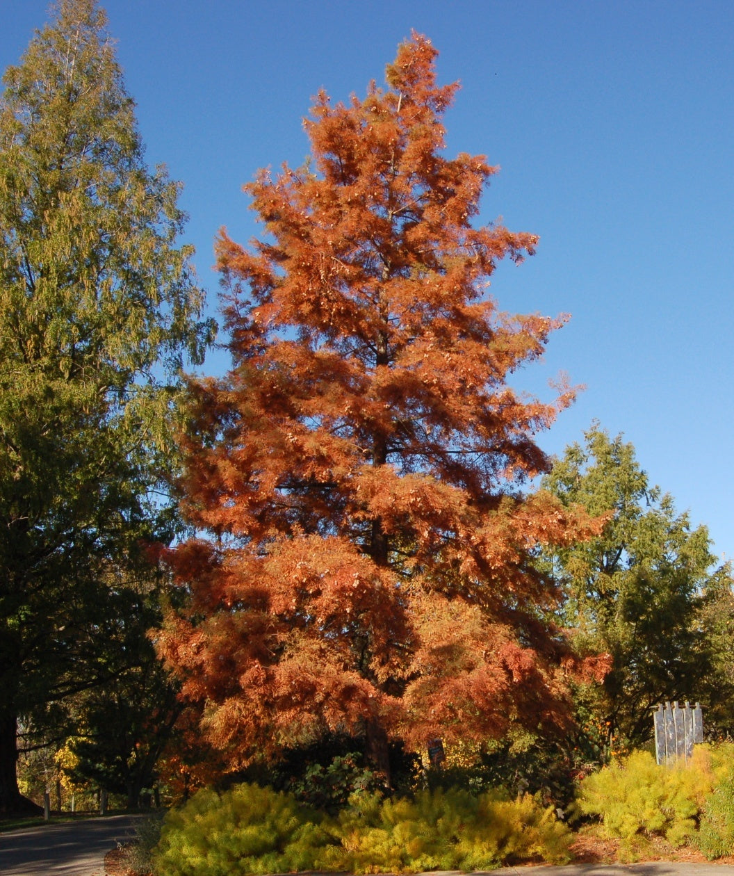 A large Bald Cypress planted in a landscape covered in bronze-orange fall foliage 