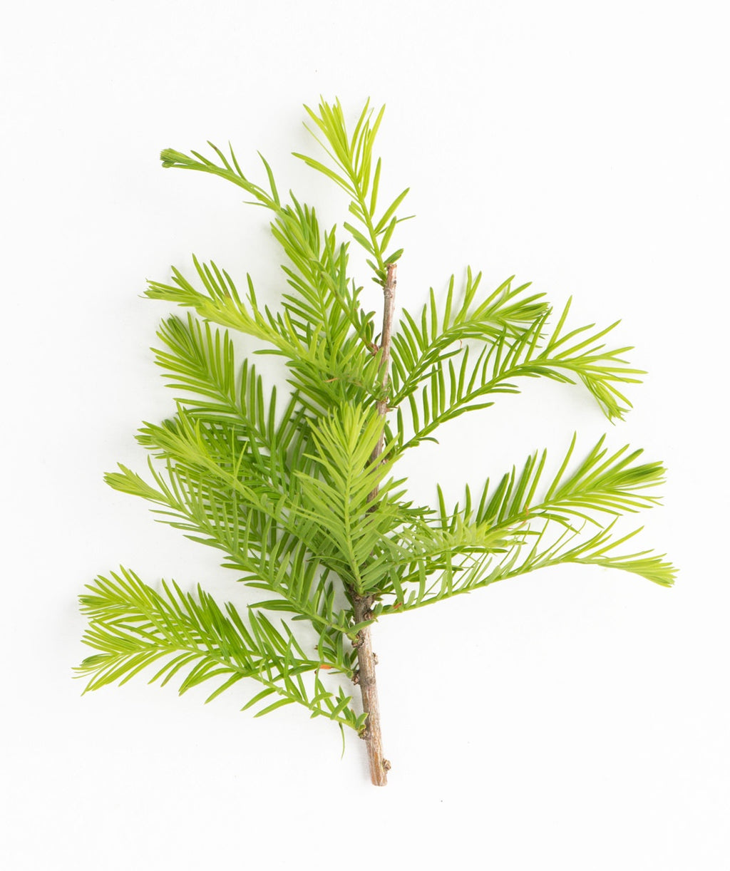 A closeup of the bright green, soft foliage of the Bald Cypress on a white background