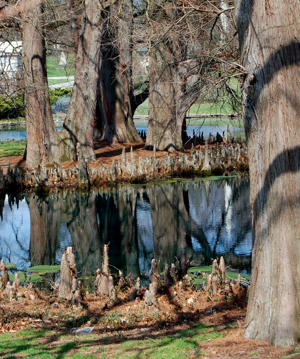 The large trunks of the Bald Cypress in a swampy area, showing off the 'knees' that form in that environment