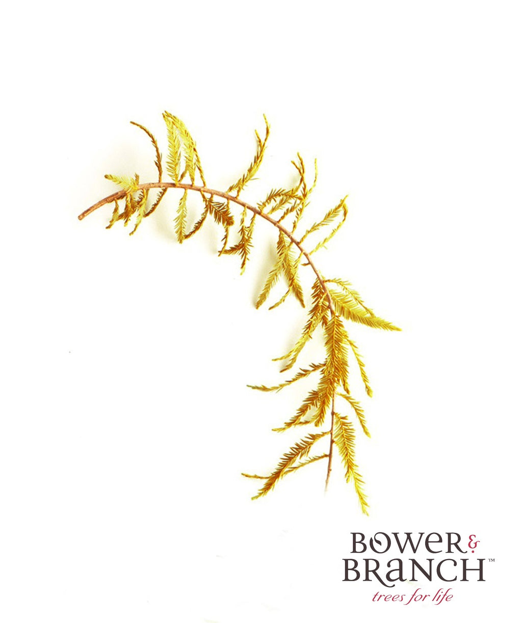 A closeup of a branch of the Bald Cypress, showing off the golden yellow to bronze color