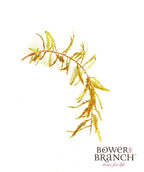A closeup of a branch of the Bald Cypress, showing off the golden yellow to bronze color