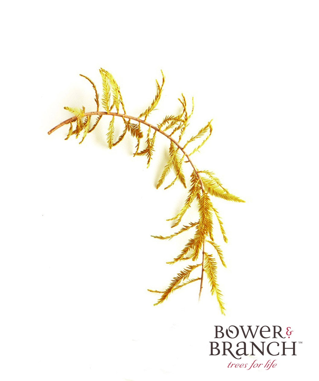 A closeup of a branch of the Bald Cypress, showing off the golden yellow to bronze color