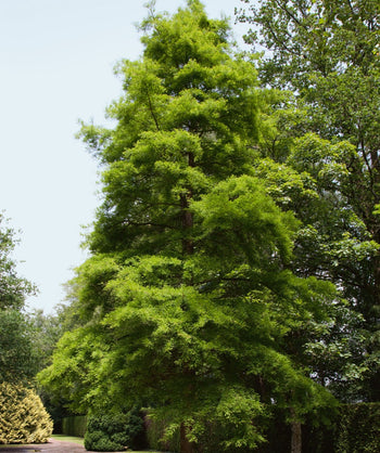 Bald Cypress Tree in the landscape in spring with lush green leaves.