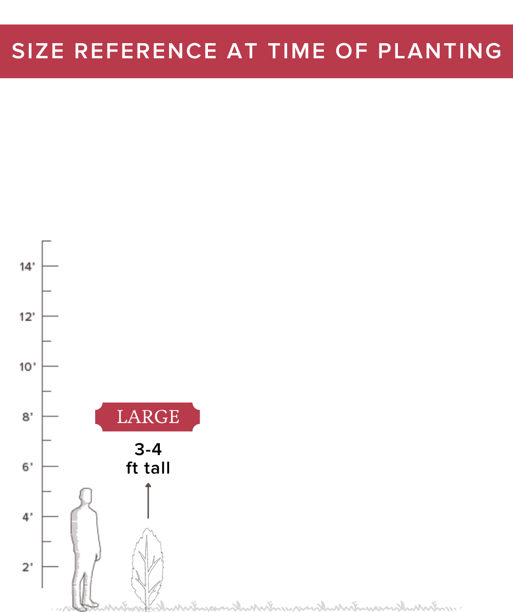 Audubon® Native Bald Cypress Treeling Bower & Branch