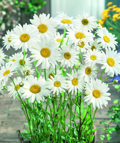 Becky Shasta Daisy planted in a landscape, medium sized white flowers with yellow centers emerging from green foliage