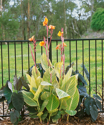 white tiger canna lily Bengal Tiger Canna Lily