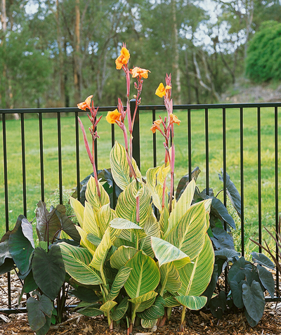Bengal Tiger Canna Lilies planted in a landscape, the yellow and green striped foliage popping against the dark purple foliage of the plants behind it and touting the 6 foot tall orange bloom stalks