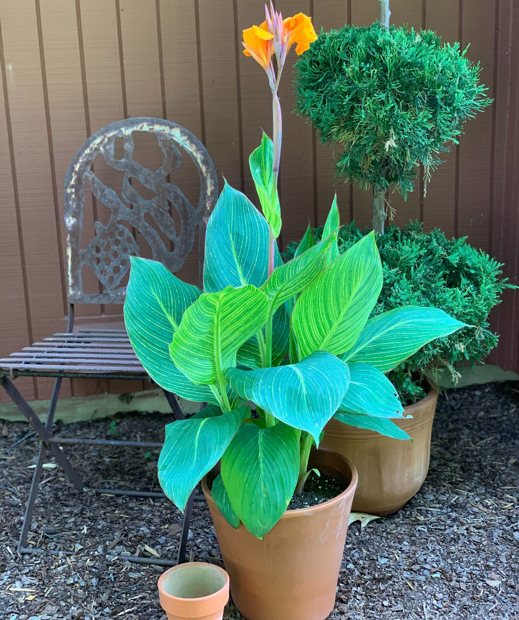 Bengal Tiger Canna Lily
