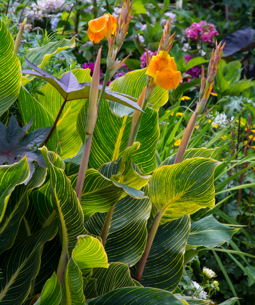 tiger calla lily Bengal Tiger Canna Lily