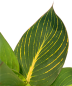 A closeup of the beautiful yellow and green striped foliage of the Bengal Tiger Canna Lily