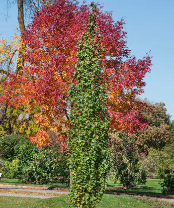 A Parkland Pillar Columnar Birch planted in a landscape, covered in dark green leaves with a bright red tree behind it