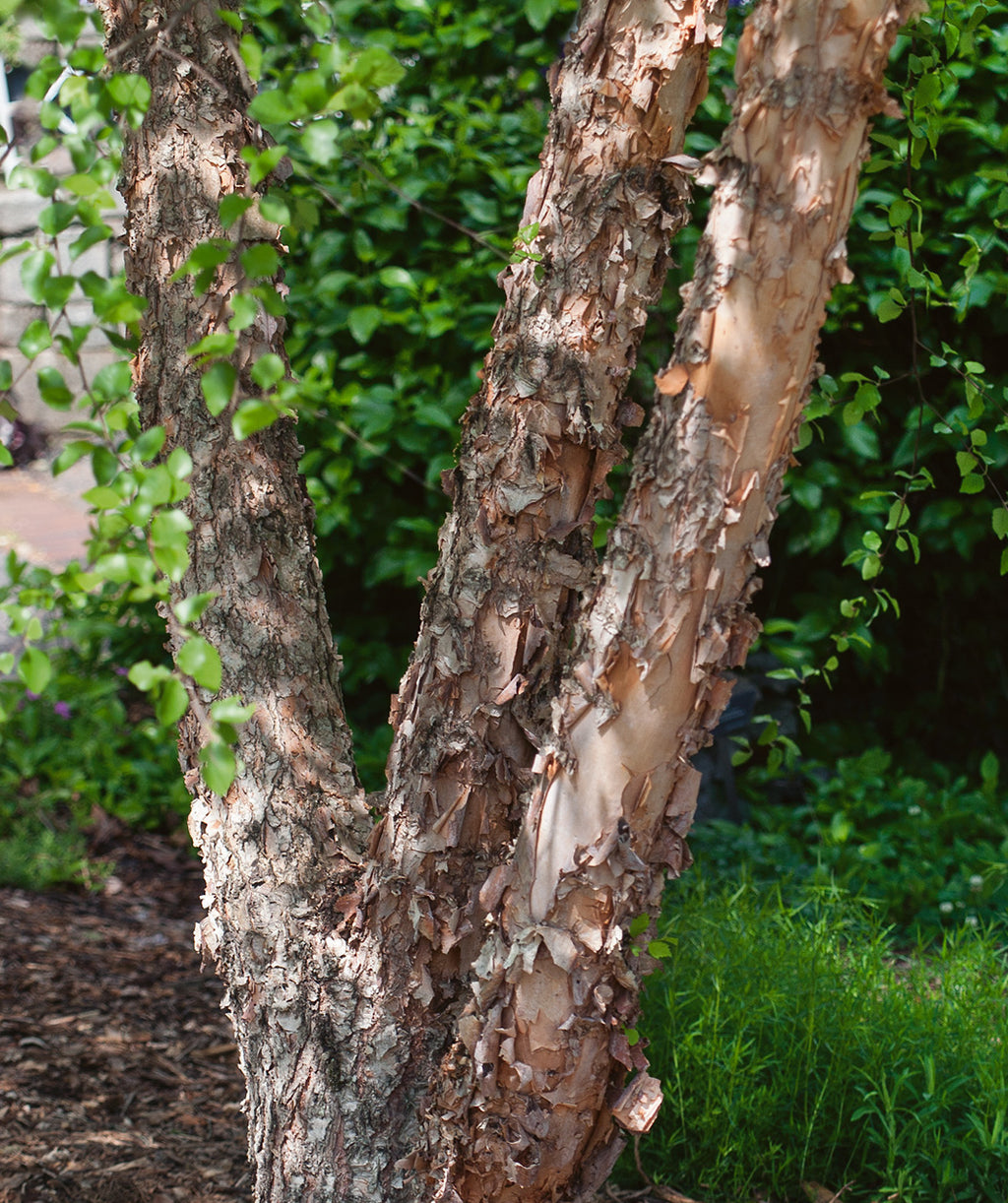 Close up of Dura Heat River Birch trunk, brown-tan exfoliating bark