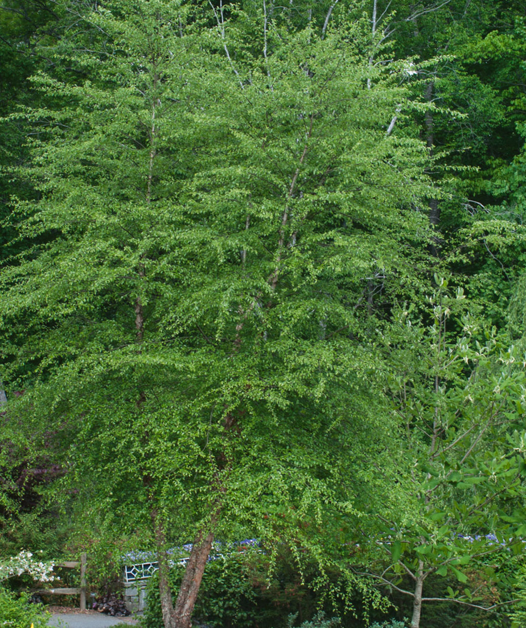 Dura Heat River Birch planted in a landscape, mostly outright branching covered in green pyramidal shaped leaves and brown-tan exfoliating bark