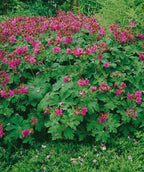 Bevan's Variety Geranium
