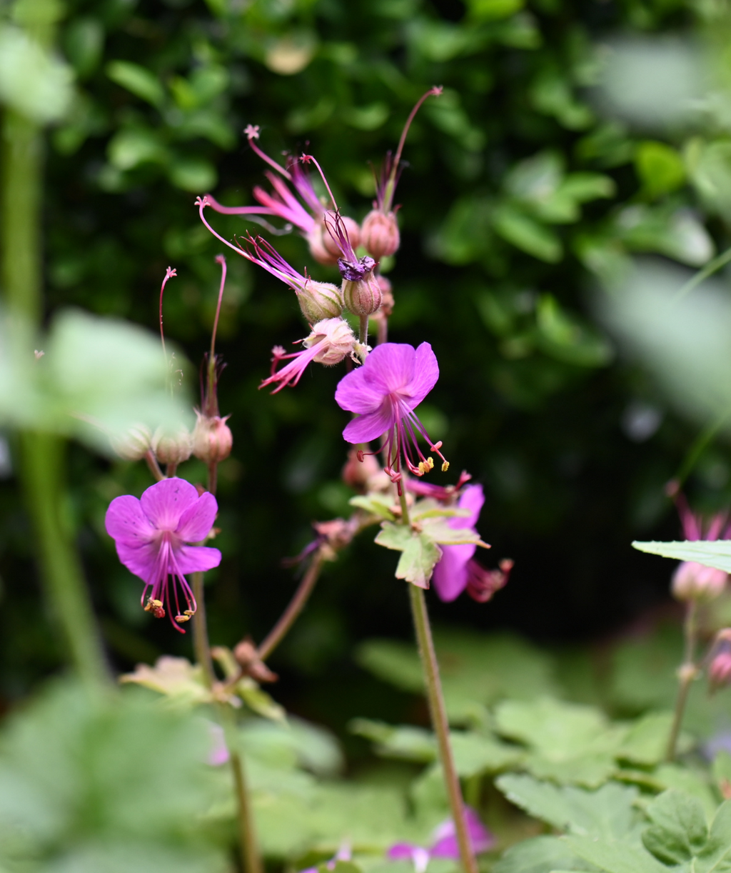 Bevan's Variety Geranium