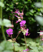Bevan's Variety Geranium