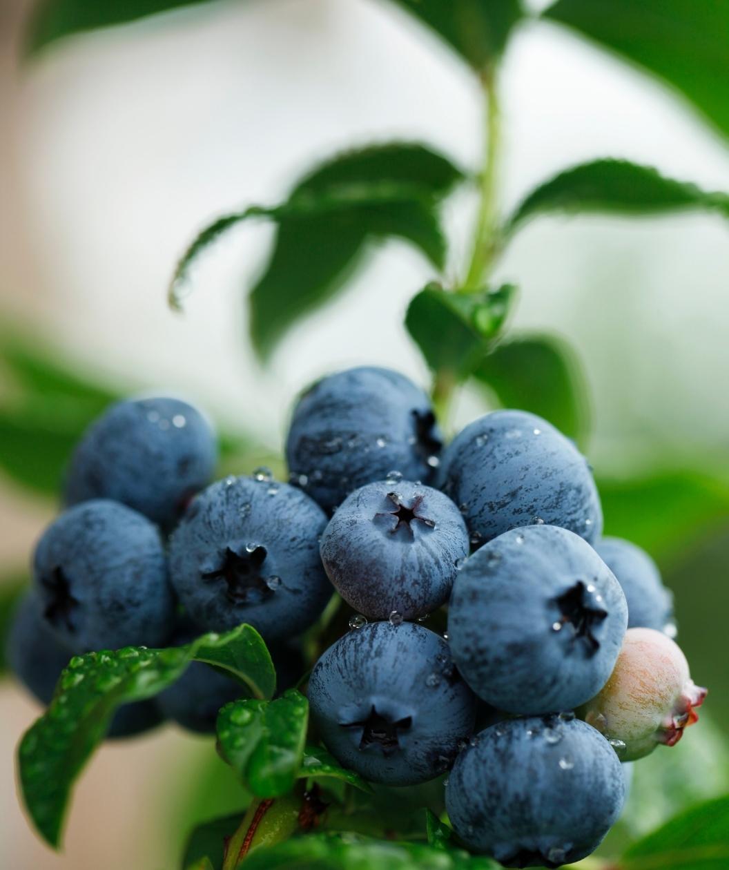 Large Blueberry Bushes