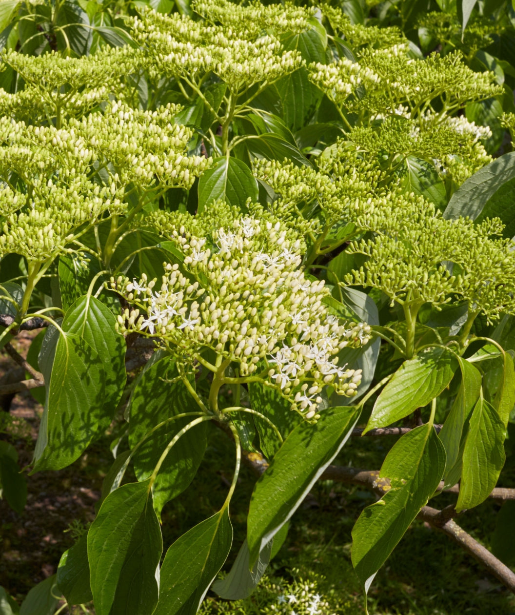 Close up of Big Chocolate Chip Pagoda Dogwood flowers and foliage, various clusters of small light green to white flower buds with white flowers emerging from green crinkled looking leaves