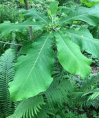 Bigleaf Magnolia, large oblong wavy looking dark green leaves