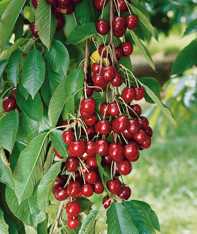 Close up of Bing Sweet Cherry, lots of small round dark red cherries emerging from green conical shaped leaves