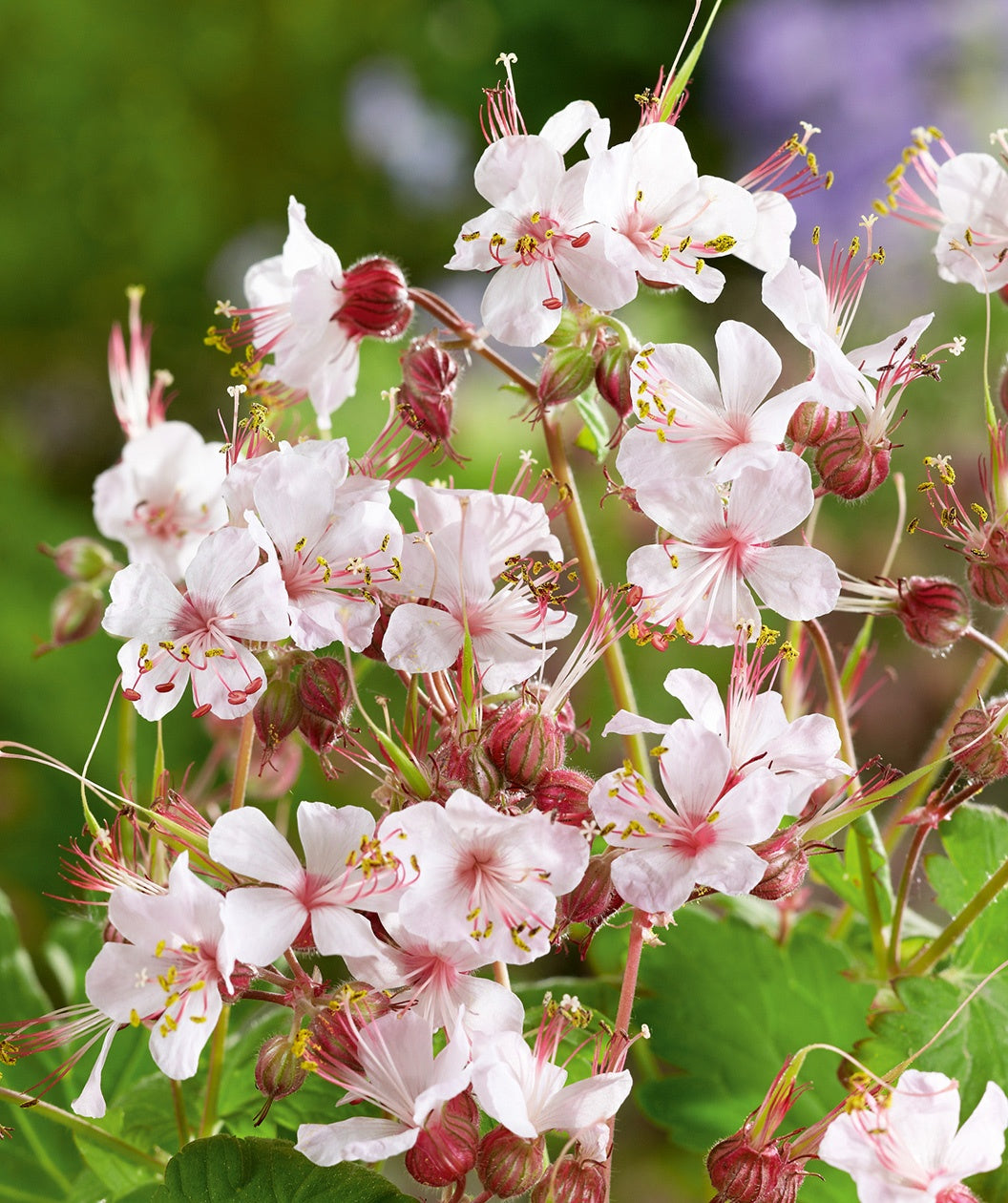 A closeup of the pale pink to white blooms of the Biokovo Geranium above the lime green foliage