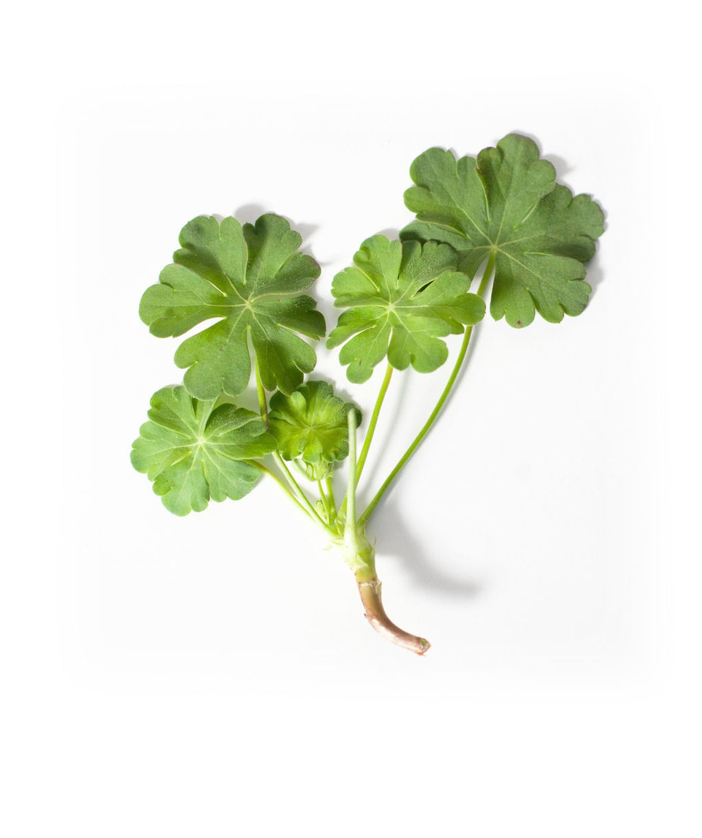 A cutting of the bright green, clover like foliage of the Biokovo Geranium on a white background