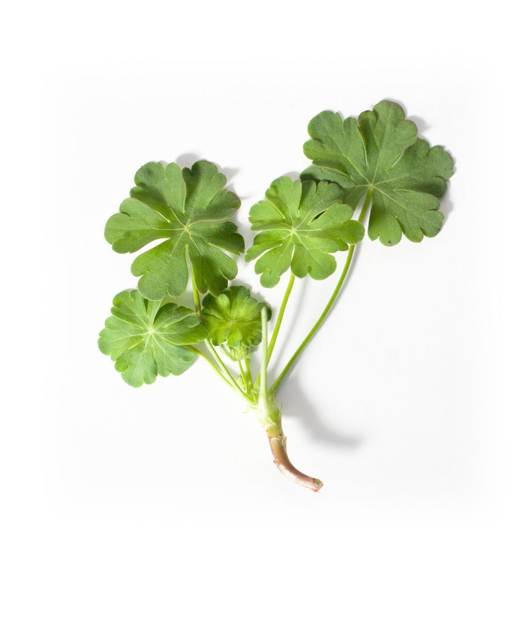 A cutting of the bright green, clover like foliage of the Biokovo Geranium on a white background