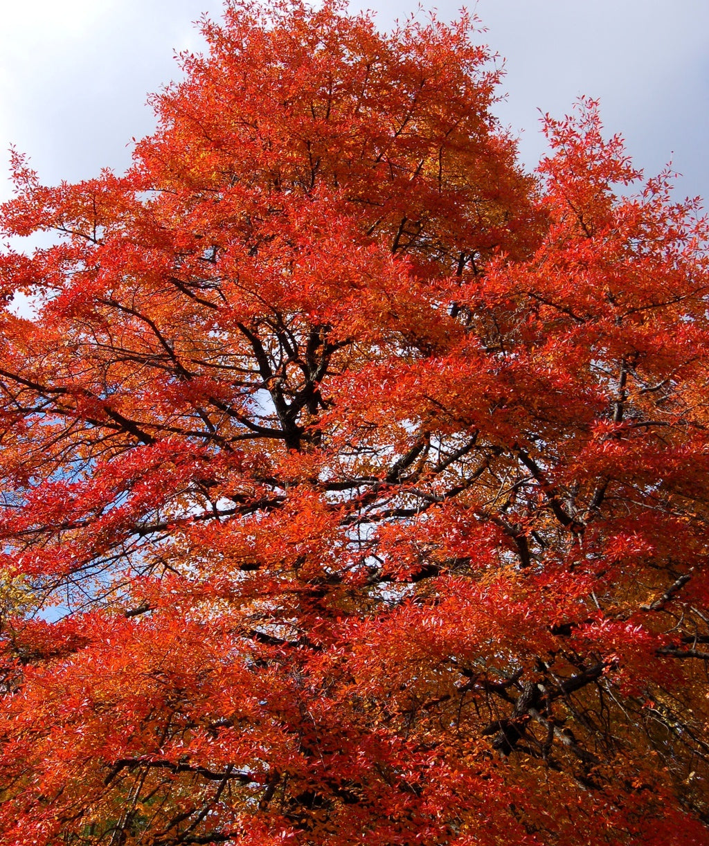 A mature Black Gum tree showing off its blazing red fall color