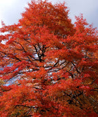 A mature Black Gum tree showing off its blazing red fall color