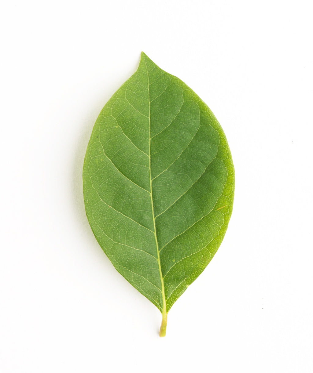 A single oval-shaped, green leaf of the Black Gum tree on a white background