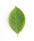 A single oval-shaped, green leaf of the Black Gum tree on a white background